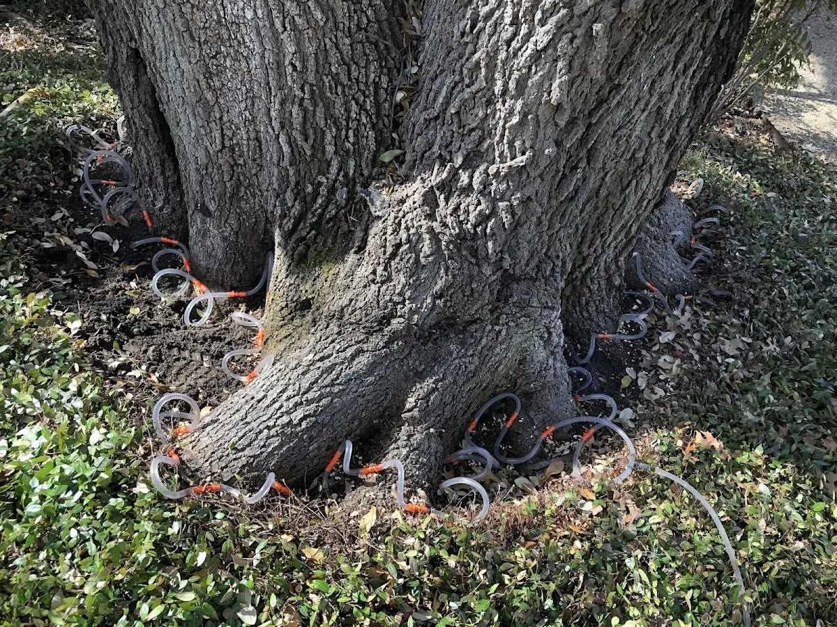 Detailed Tree Cabling and Bracing job site in Alamogordo