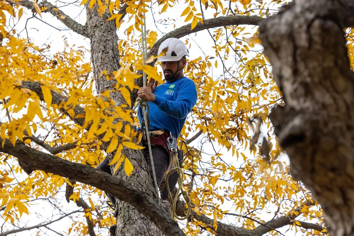 Skilled Tree Pruning crew working in Alamogordo
